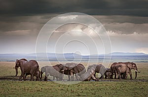 Elephants Under Stormy Skies