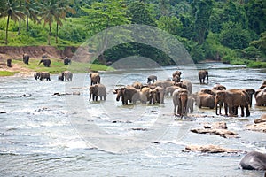 Elephants wading in river