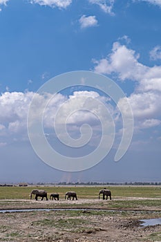 Elephants walk in Amboseli National Park, in front of Mt Kilimanjaro in Kenya, Africa