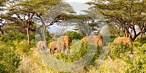 Elephants walk through the jungle amidst a lot of bushes