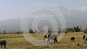 Elephants walk past mt kilimanjaro at amboseli, kenya