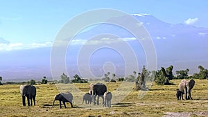 Elephants walk towards camera with mt kilimanjaro in the background