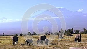 Elephants walk towards camera with mt kilimanjaro in the background