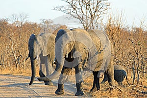 Elephants walking across a dirt tracik road in Hwange National Park