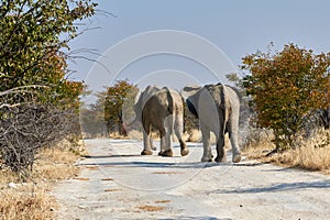 Elephants walking along gravel road photo