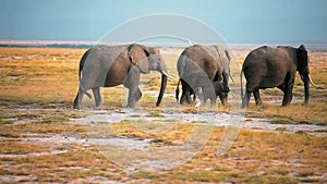 Elephants walking in Amboseli Park