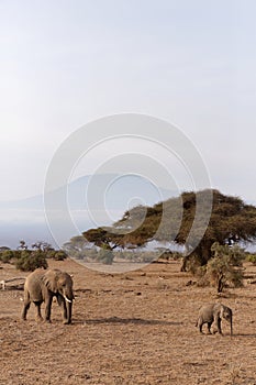 Elephants walking in Ambosli national park with glimpse of Mount Kilimanjaro peak at the backdrop, Kenya