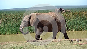 Elephants walking around a waterpool