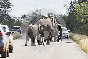 Elephants walking between cars