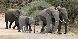 Elephants walking on dirt road