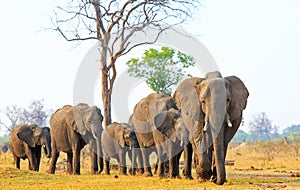 Elephants walking forwards across the african plains in Hwange National Park, Zimbabwe