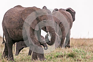 Elephants Walking Grazing savannah Greenland grassland in the Maasai Mara Triangle National Game Reserve Park And Conservation Are