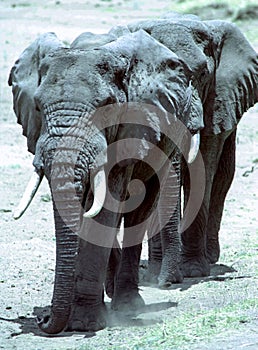 Elephants walking in line