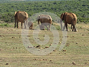 Elephants walking in a line.