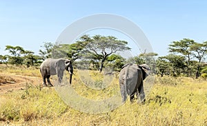 Elephants walking