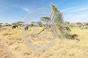 Elephants walking