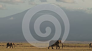 Elephants walking near Kilimanjaro