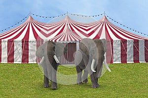 Elephants walking outside a circus tent