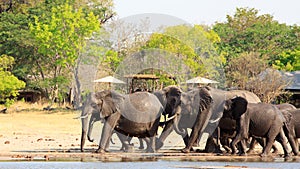 Elephants walking past an african lodge with thatched chalets and parasols in Makololo photo