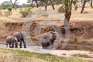 Elephants walking in the river
