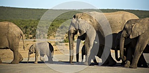 Elephants walking in the road