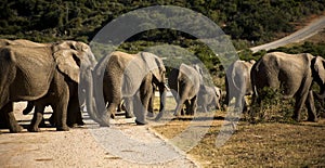 Elephants walking in the road