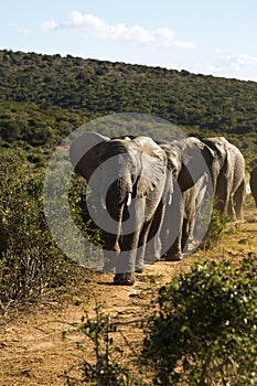 Elephants walking in the road