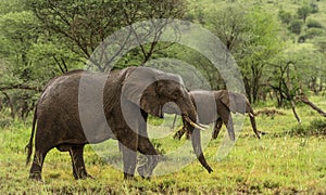 Elephants walking, Serengeti, Tanzania