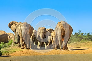 Elephants walking South Africa