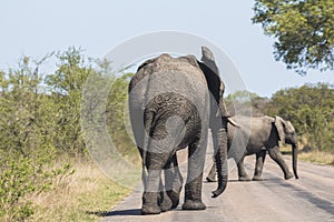 Elephants walking on street in Kruger Park