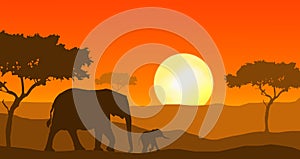 Elephants walking in sunset