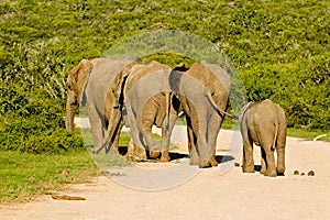 Elephants walking into thick bush