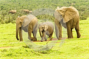 Elephants walking towards a waterhole