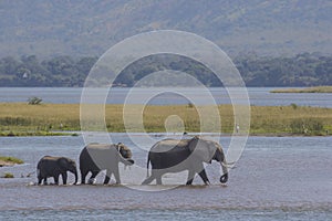 Elephants walking in water