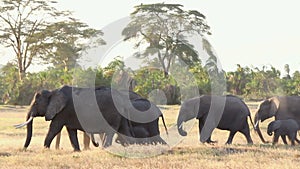 Elephants walkng in Amboseli Park, Kenya