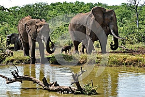 Elephants and Wart Hog near watering hole.