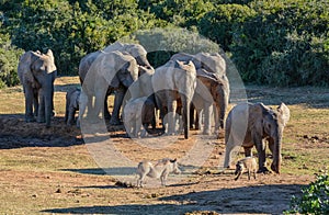 Elephants and Warthogs
