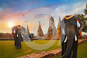 Elephants at Wat Chaiwatthanaram temple in Ayuthaya Historical Park, Thailand