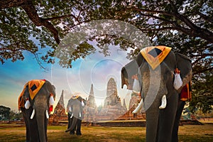 Elephants at Wat Chaiwatthanaram temple in Ayuthaya Historical Park, a UNESCO world heritage site, Thailand