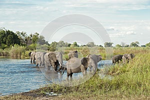 Elephants coming out of water Okavango Delta in Botswana, Africa