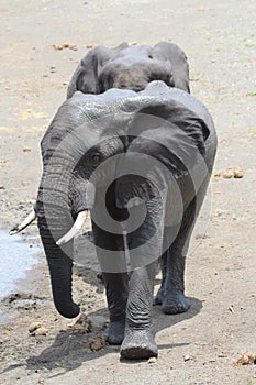 Elephants at water hole