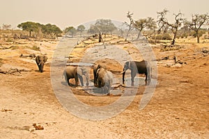 Elephants at water hole