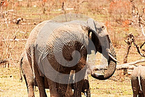 Elephants and water hole