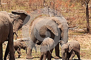 Elephants and water hole II