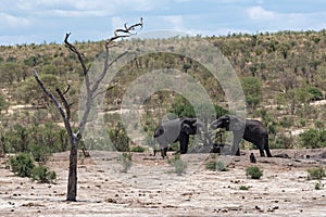 Elephants at a water hole in Khaudum National Park Namibia