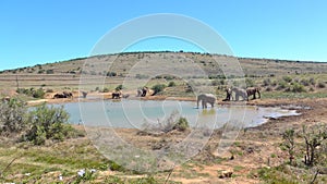 Elephants at a water hole in the wilderness of Africa