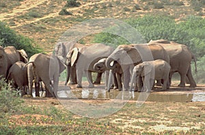 Elephants at the water whole in Addo Elefant National