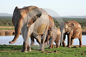 Elephants at Waterhole