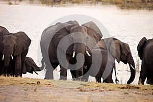 Elephants at waterhole, in the Bwabwata National Park, Namibia