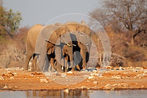 Elephants at waterhole, Etosha